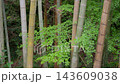 太い竹の幹と新緑のモミジ 竹林 143609038