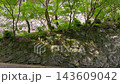 石垣の上に茂る新緑の木々 寺の境内の緑 143609042
