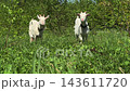 Two White Goats Grazing in a Green Meadow 143611720