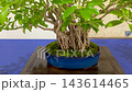 Close up of Schefflera arboricola Hawaiian umbrella bonsai tree grown in banyan style with aerial roots and glossy green foliage. 143614465