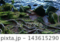 白駒池の湖畔に広がる苔生した岩と打ち寄せる澄んだ水面の景色 143615290