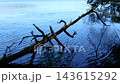 白駒池の湖畔に横たわる倒木と青い湖面 143615292