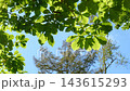 初秋の八千穂高原で青空と木もれ日に透ける緑の木々とそよ風に揺れる葉 143615293