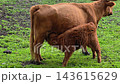 Close view of brown cow nuzzling calf in vibrant grassy pasture. Thick fur textures, ruffled mane, and muddy patches on ground are visible under soft daylight. 143615629