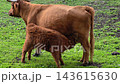 Side view of nursing cow with calf in lush pasture, natural daylight highlighting textured brown fur, muddy ground, and calm rural farm atmosphere with gentle mother offspring interaction. 143615630