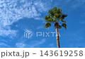 Blue sky and tree 143619258