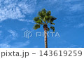 Blue sky and tree 143619259