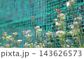 一隻飛翔的彩蝶和一朵韭菜花。 143626573