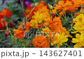色彩鮮豔的黃色波斯菊和鳳蝶 143627401