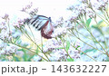 A close-up of a migratory butterfly, the Asagi-madara butterfly, sipping nectar from a Eupatorium flower (4K). 143632227