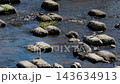 Little Ringed Plover resting at a river weir. 143634913