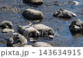 Little Ringed Plover resting at a river weir. 143634915