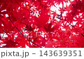 [Vertical Video] Close-up and transparency of maple leaves that have turned a fiery red as they sway in the autumn breeze 143639351