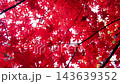 Close-up of a maple tree with fiery red leaves swaying in the autumn breeze (4K) 143639352