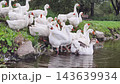 Group of geese on the bank of a pond near a park with grass and trees in the background during the daytime 143639934