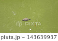 Turtle swims on the surface of a green pond during sunny weather in the afternoon 143639937