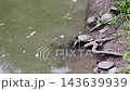 Turtles gather by the waters edge in a natural setting during daylight hours 143639939