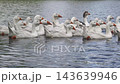 Group of geese swimming together in a pond during the day 143639946