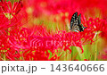 A swallowtail butterfly sucking nectar from a red spider lily 143640666