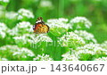 A female Common Leopard butterfly feeding on nectar from a chive flower. 143640667