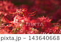 Spider lilies in Okijima Nature Park, illuminated by the setting sun 143640668