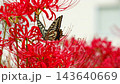 A swallowtail butterfly sucking nectar from a red spider lily 143640669