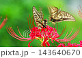 A swallowtail butterfly chasing another swallowtail butterfly that is feeding on nectar from a spider lily (close-up). 143640670
