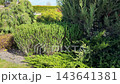 Beautiful decorative garden bushes and conifer shrubs growing on a backyard lawn in the countryside area during bright sunny day in summer season. 143641381