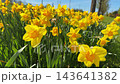 Bright easter daffodils flowers swaying on wind on a beautiful green turf field on a sunny day during seasonal garden care. 143641382
