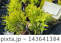 High angle view of vibrant golden arborvitae sprouts in containers prepared for landscaping on a sunny day in summer. 143641384