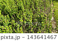 Beautiful green barberry bushes growing in a backyard lawn as decorative live hedge during bright sunny day in seasonal spring garden care work. 143641467