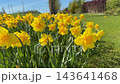 Low angle view of field with many yellow lent lilies blooming in park zone near countryside cottage house during springtime. 143641468