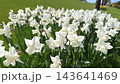 High angle view of field with many white lent lilies blooming in park zone near countryside cottage house during springtime layout. 143641469