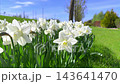 Close up of vibrant white narcissus blossoms growing on a backyard meadow under clear daylight on a warm seasonal spring day. 143641470