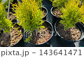 Young thuja trees seedlings growing in plastic pots inside local plant nursery layout during seasonal spring garden care. 143641471