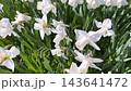 Beautiful white daffodils flowers blooming on a green grass lawn in the countryside garden during bright sunny day in spring season. 143641472
