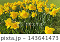 Close up of vibrant yellow narcissus flowers growing on a backyard meadow under clear blue sky on a warm seasonal spring day. 143641473