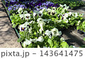 Pansy flowers seedlings growing in plastic pots inside local garden center layout during seasonal spring flower cultivation. 143641475