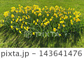 Beautiful yellow daffodils blooming on a green grass lawn in the countryside garden during bright sunny day in spring season. 143641476
