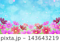 Cosmos flowers and a blue sky - Autumn background - Animation video 143643219
