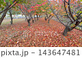 秋の紅葉した木々と赤い落ち葉が地面一面に広がる木立の中を進む風景 143647481