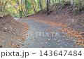 秋の落ち葉が散る林の中の舗装された遊歩道を歩く風景 143647484