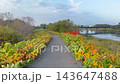 秋の川沿い、色づいた草木に囲まれた舗装された遊歩道を歩く風景 143647488
