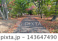 秋の紅葉と落ち葉に彩られた木々の中の舗装された遊歩道を歩く風景 143647490