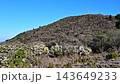 伊豆半島伊豆山脊步道：金冠山上盛開的日本仙人掌。 143649233