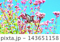 Asagi madara從Fuji Bakama吮吸蜂蜜 143651158
