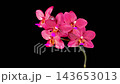 Orchid Blossoms. Blooming Red Orchid Phalaenopsis Flower on Black Background. Time Lapse. 4K. 143653013