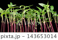 Beautiful Time Lapse of Growth Mung Bean Plants Against a Black Background. Vigna Radiata. 4K. 143653014