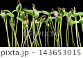Beautiful Time Lapse of Growth Melon Plants Against a Black Background. 4K. 143653015