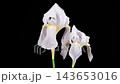 Iris Blossoms. Blooming White Iris Flower on Black Background. Time Lapse. 4K. 143653016
